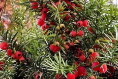 Yew-Tree