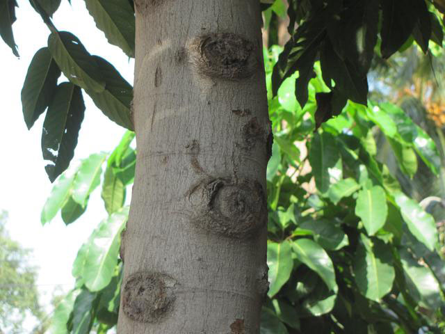 Trunk-of-Ylang-Ylang-tree