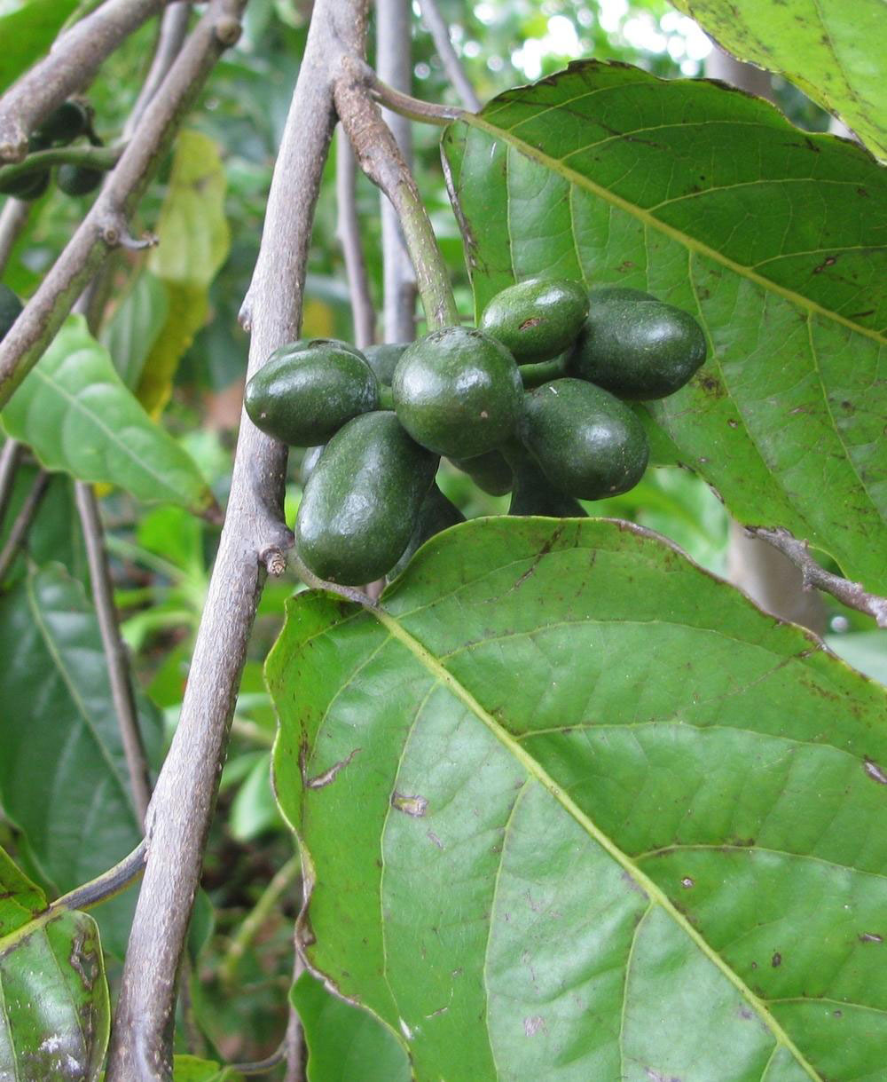Unripe-fruits-of-Ylang-Ylang