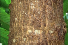 Bark-of-Ylang-Ylang-tree