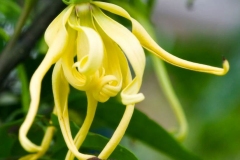 Closer-view-of-flower-of-Ylang-Ylang