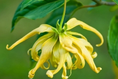 Flower-of-Ylang-Ylang