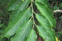 Leaves-of-Ylang-Ylang