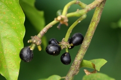 Mature-fruits-of-Ylang-Ylang