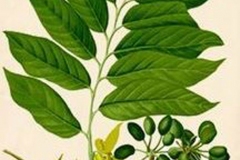 Plant-Illustration-of-Ylang-Ylang