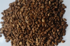 Seeds-of-Ylang-Ylang-tree
