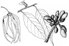 Sketch-of-Ylang-Ylang