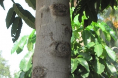 Trunk-of-Ylang-Ylang-tree
