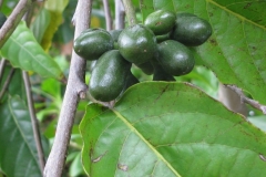 Unripe-fruits-of-Ylang-Ylang