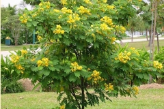 Ylang-Ylang-tree