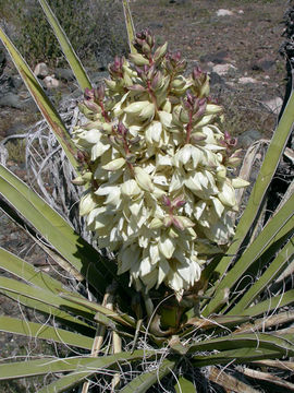 Flower-of-Yucca-plant