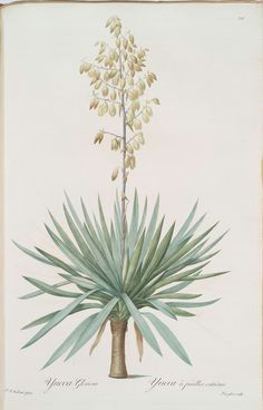 Illustration-of-Yucca-plant