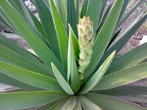 Leaves-of-Yucca-plant