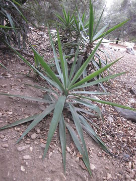 Small--yucca-Plant