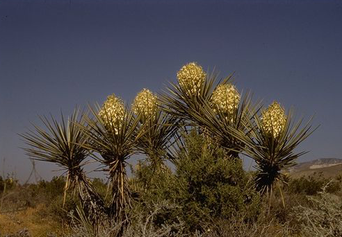 Yucca-plant-growing-wild