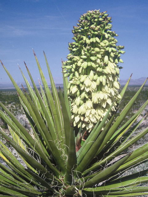 Yucca-plant