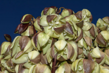 Closer-view-of-flower