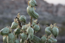 Fruits-of-Yucca-plant