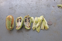 Half-cut-Yucca-fruit
