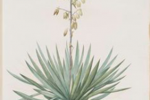 Illustration-of-Yucca-plant