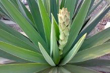 Leaves-of-Yucca-plant