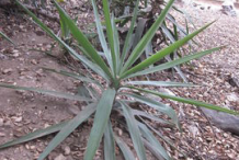 Small--yucca-Plant