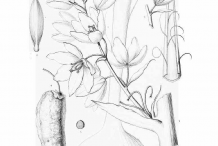 Yucca-plant-Sketch