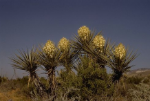 Yucca-plant-growing-wild