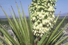 Yucca-plant