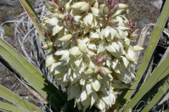 Flower-of-Yucca-plant