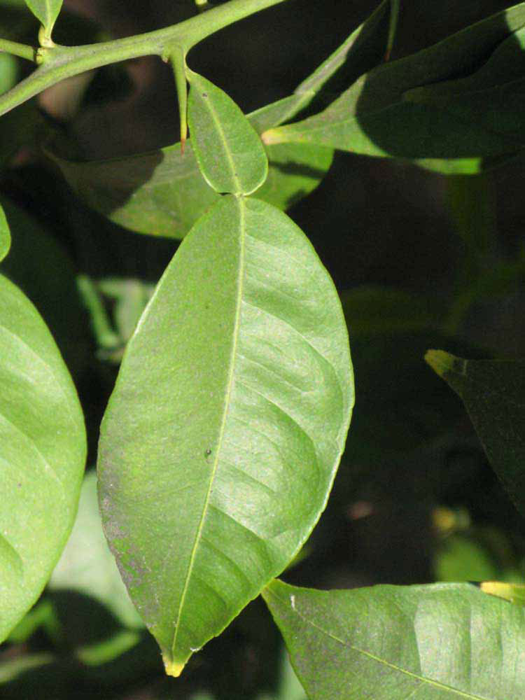 Leaf-of-Yuzu-tree