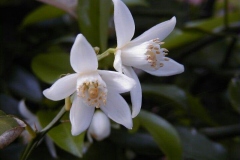 Flower-of-Yuzu-tree
