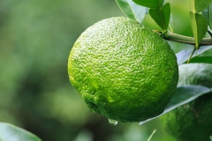 Immature-Yuzu-Fruit
