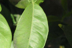 Leaf-of-Yuzu-tree