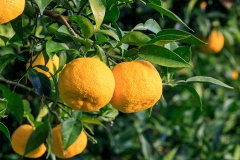 Mature-Yuzu-Fruit-on-the-tree