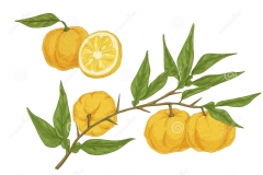 Plant-illustration-of-Yuzu-Fruit