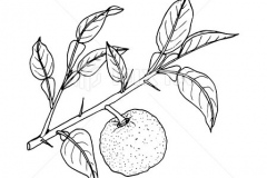 Sketch-of-Yuzu-Fruit