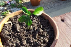 Yuzu-sapling