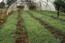 Za'atar-farm-za’atar rumi