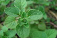 Za'atar-leaves- zaatar