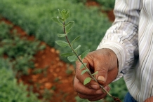 Za'atar-plant-za’tar