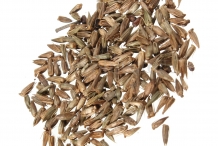 Za'atar-seeds-zaktar