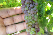 Unripe-Zante-Currant