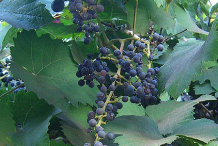 Zante-Currant-on-the-plant