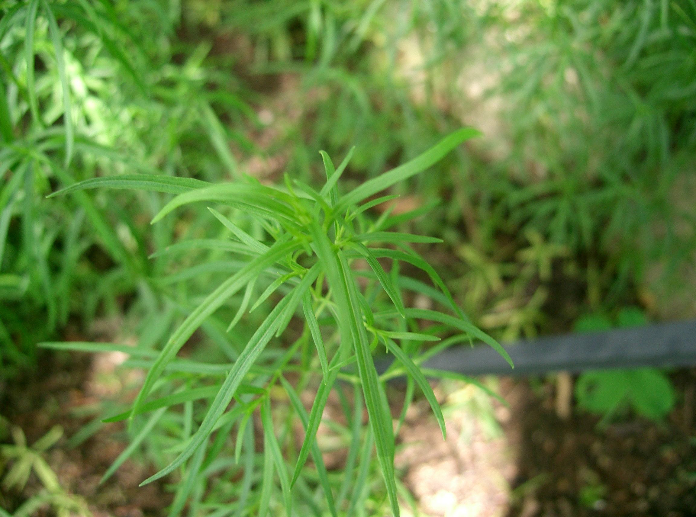 Leaves-of-Zoysia-grass