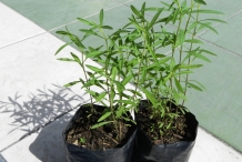 Zoysia-grass-plant