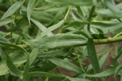 Close-view-of-Zoysia-grass-leaves