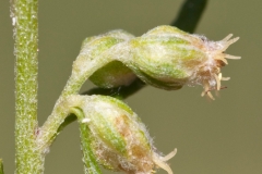 Flower-buds-of-Zoysia-grass