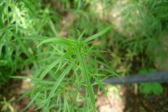 Leaves-of-Zoysia-grass