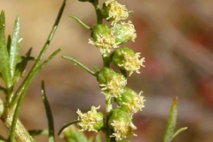 Zoysia-grass-flower